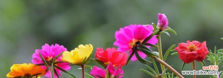 探秘以太阳花花语的神奇力量 以太阳花花语的深刻含义