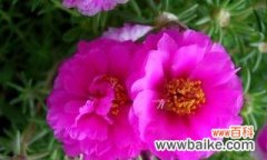 探索以太阳花的神秘花语，了解这些花朵隐藏的含义 以太阳花花语解读大全