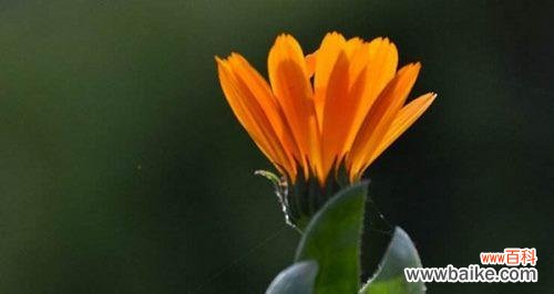 探索太阳花花语的象征意义，揭示人们对太阳花的热爱和追求的内涵 太阳花花语的意义