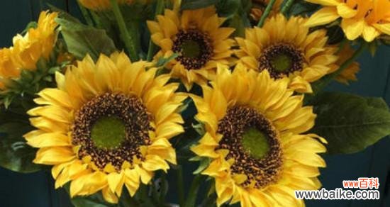 探索太阳花花语的象征意义，揭示人们对太阳花的热爱和追求的内涵 太阳花花语的意义