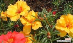 探索太阳花花语的象征意义，揭示人们对太阳花的热爱和追求的内涵 太阳花花语的意义