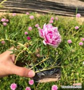 从勇气到希望，解读以太阳花的美丽内涵 以太阳花的寓意与象征意义