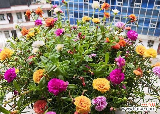 以太阳花 以太阳花的寓意与感悟