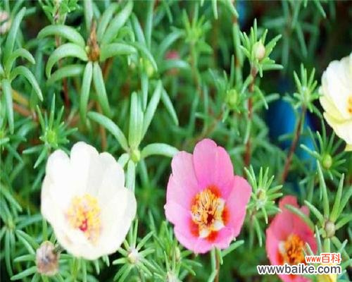 以太阳花 以太阳花的寓意与感悟