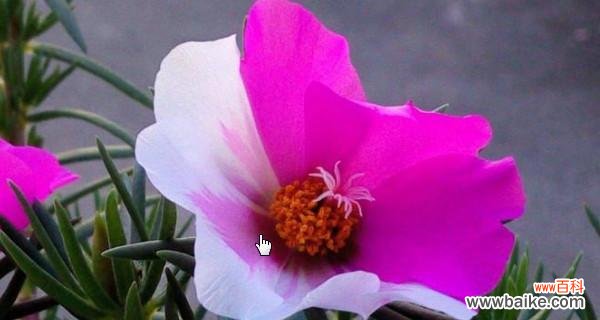 以太阳花 以太阳花的寓意与感悟