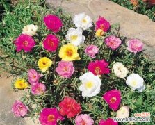 展现阳光和热情，以太阳花传递的美好信息 以太阳花的唯美花语