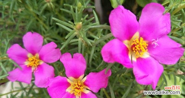 展现阳光和热情，以太阳花传递的美好信息 以太阳花的唯美花语