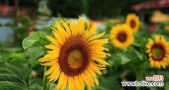 揭示太阳花的心灵寓意与情感表达 以太阳花花语的象征意义