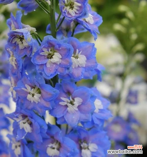 盛开在生命中的勇气与坚持 飞燕草