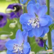 盛开在生命中的勇气与坚持 飞燕草