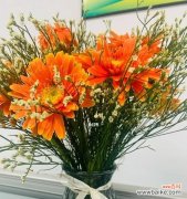 探寻蓝色非洲菊花的花语与魅力 蓝色非洲菊花