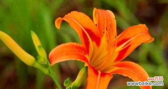 了解分株繁殖的基本概念及其在植物生长中的重要作用 以分株繁殖代表意思及其应用