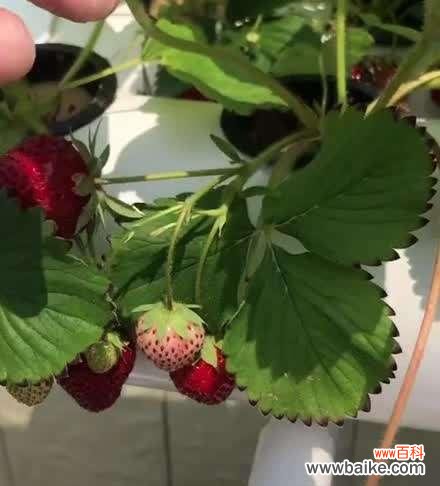 了解分株繁殖的基本概念及其在植物生长中的重要作用 以分株繁殖代表意思及其应用