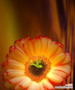 以非洲菊为代表的花卉 非洲菊