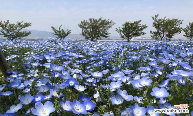 探寻粉蝶花在不同文化中的意义及象征 粉蝶花的文化背景与花语