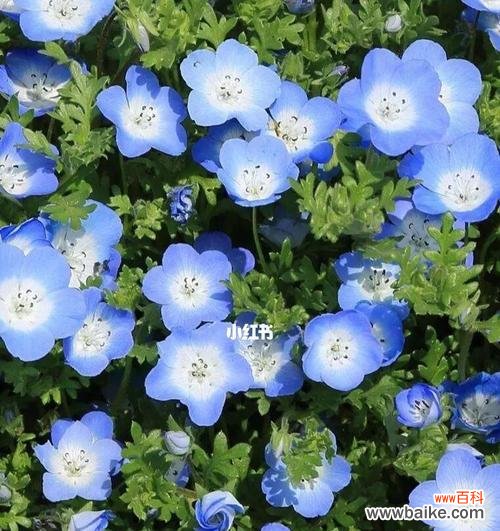 探寻粉蝶花在不同文化中的意义及象征 粉蝶花的文化背景与花语