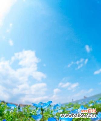 探寻粉蝶花在不同文化中的意义及象征 粉蝶花的文化背景与花语