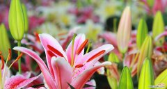 揭示花朵背后的意义 百合花的寓意与象征