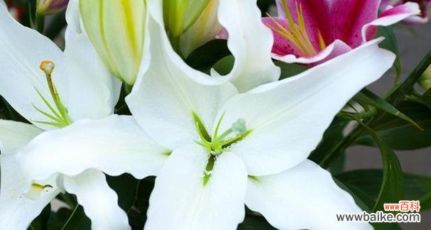 揭示花朵背后的意义 百合花的寓意与象征