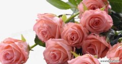 探索粉红玫瑰的情感世界 粉红玫瑰之美——浪漫与爱的象征