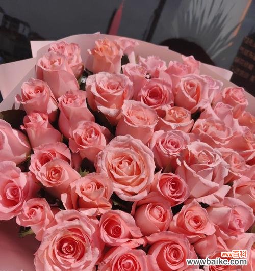 探索粉红玫瑰所传达的浪漫情感与深刻意义 粉红玫瑰花语