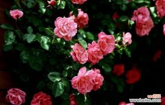 探寻粉红和黄色蔷薇所传递的情感和寓意 粉红蔷薇与黄色蔷薇