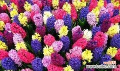 探寻粉红色风信子的花语之谜 粉红色风信子花语