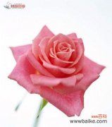 探索粉色玫瑰的浪漫与温柔 粉色玫瑰花的寓意与意义