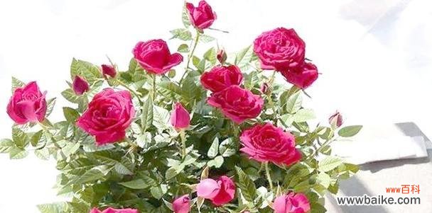 哪种花象征禁忌爱情?它的故事背景是什么?