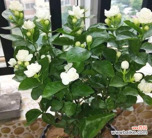 绿色茉莉花的意思和含义是什么?它象征着什么?