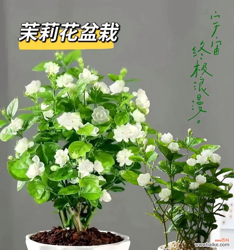 绿色茉莉花的意思和含义是什么?它象征着什么?