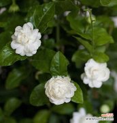 绿色茉莉花的意思和含义是什么？它象征着什么？