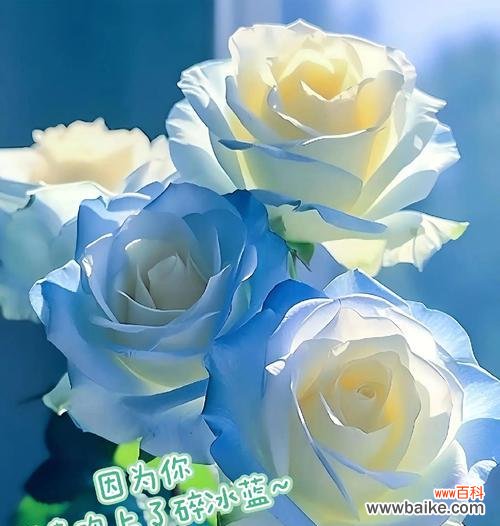 哪些花具有浪漫的意义？浪漫花语有哪些？