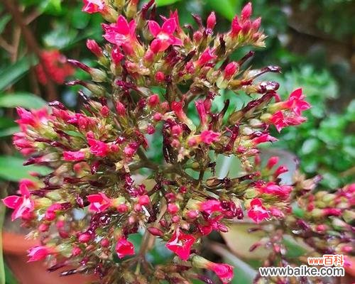 凤尾长寿花寓意何在？长寿花的象征意义是什么？