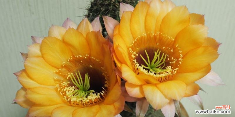 仙人球开橙色花有什么寓意?橙色仙人球花语是什么?