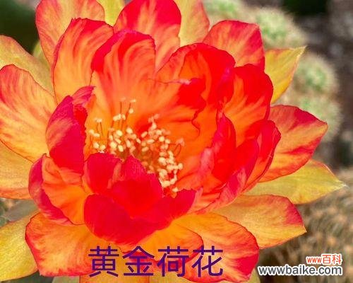 仙人球开橙色花有什么寓意?橙色仙人球花语是什么?