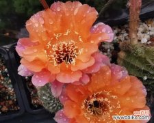 仙人球开橙色花有什么寓意？橙色仙人球花语是什么？