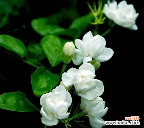 茉莉花除了爱情还有什么寓意?茉莉的其他含义是什么?
