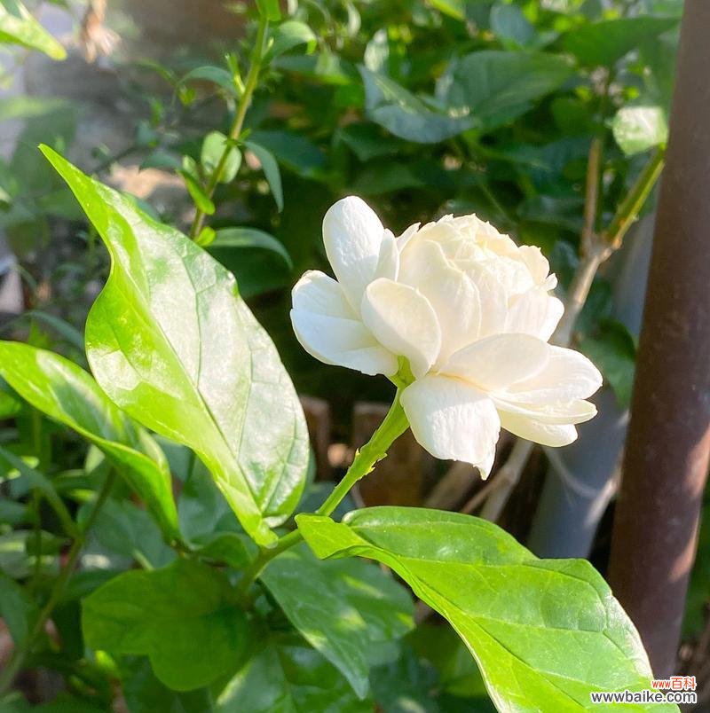 茉莉花除了爱情还有什么寓意?茉莉的其他含义是什么?