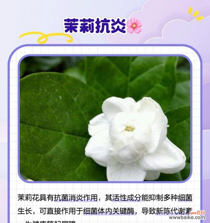茉莉花除了爱情还有什么寓意?茉莉的其他含义是什么?