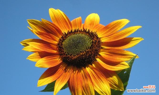 金黄色花朵代表什么?金黄色花的寓意是什么?