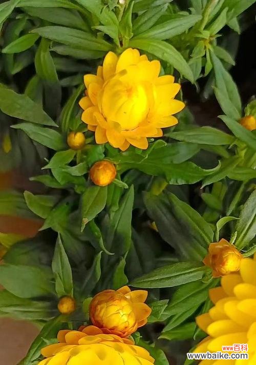 金黄色花朵代表什么?金黄色花的寓意是什么?