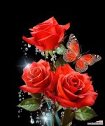 哪些西方的花寓意好运？在西方文化中寻找吉祥的花卉。230