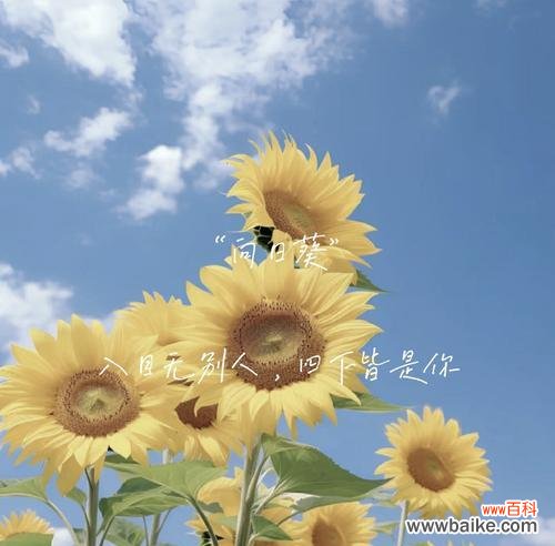 三八节送花的用意是什么？三八节花的象征意义有哪些？