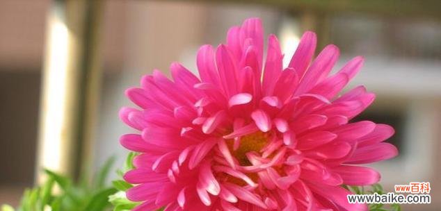 哪种花象征健康？花语中有哪些代表健康的花卉？