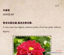 哪种花象征健康？花语中有哪些代表健康的花卉？