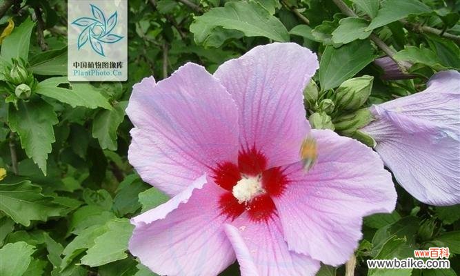 黄色木槿花代表了什么？