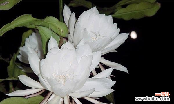 揭示昙花的花语与寓意 昙花