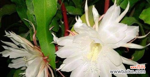 探寻昙花的含义及其象征意义 昙花的花语——流逝与珍贵