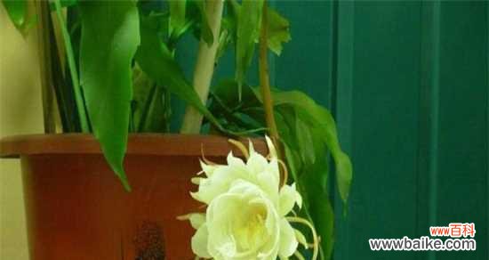 探寻昙花的含义及其象征意义 昙花的花语——流逝与珍贵